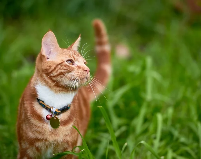 ginger tabby wearing a colour and walking through grass
