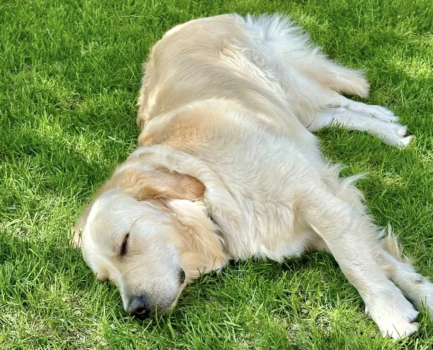 golden retrieve sleeping on the grass