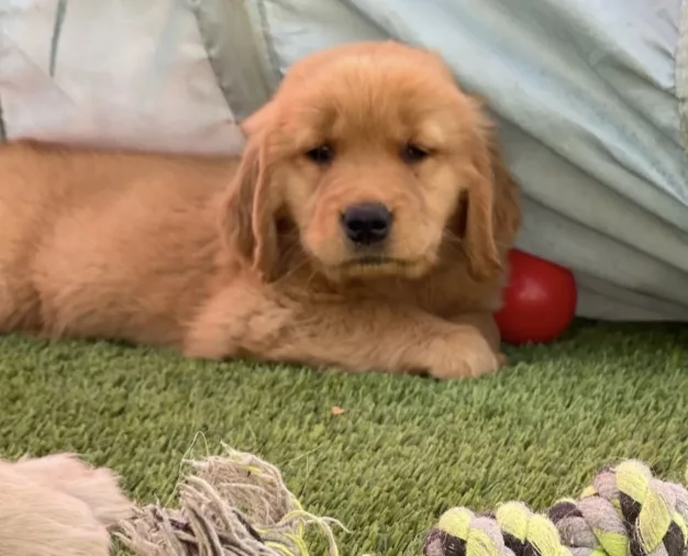 golden retriever puppy