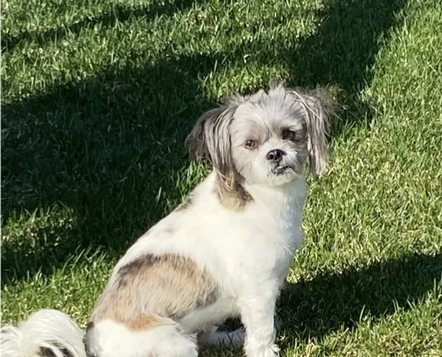 shihtzu