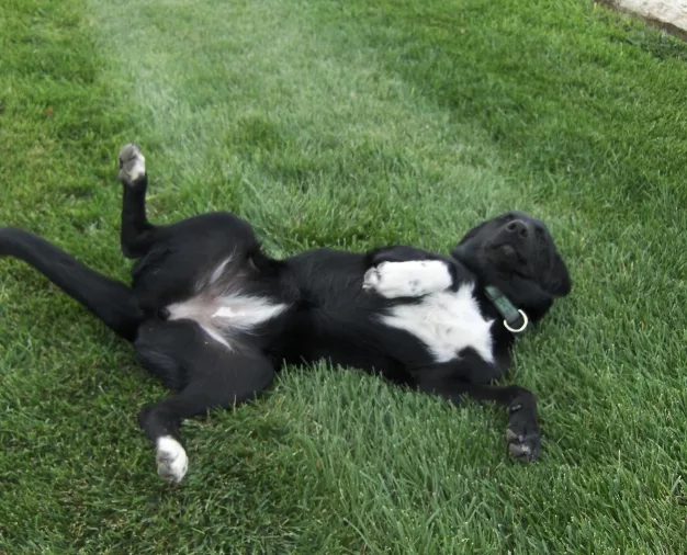 black and white mastiff
