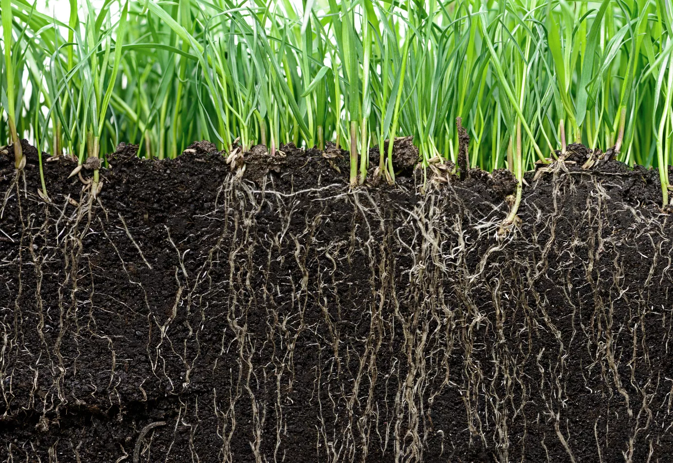 grass roots growing down into soil